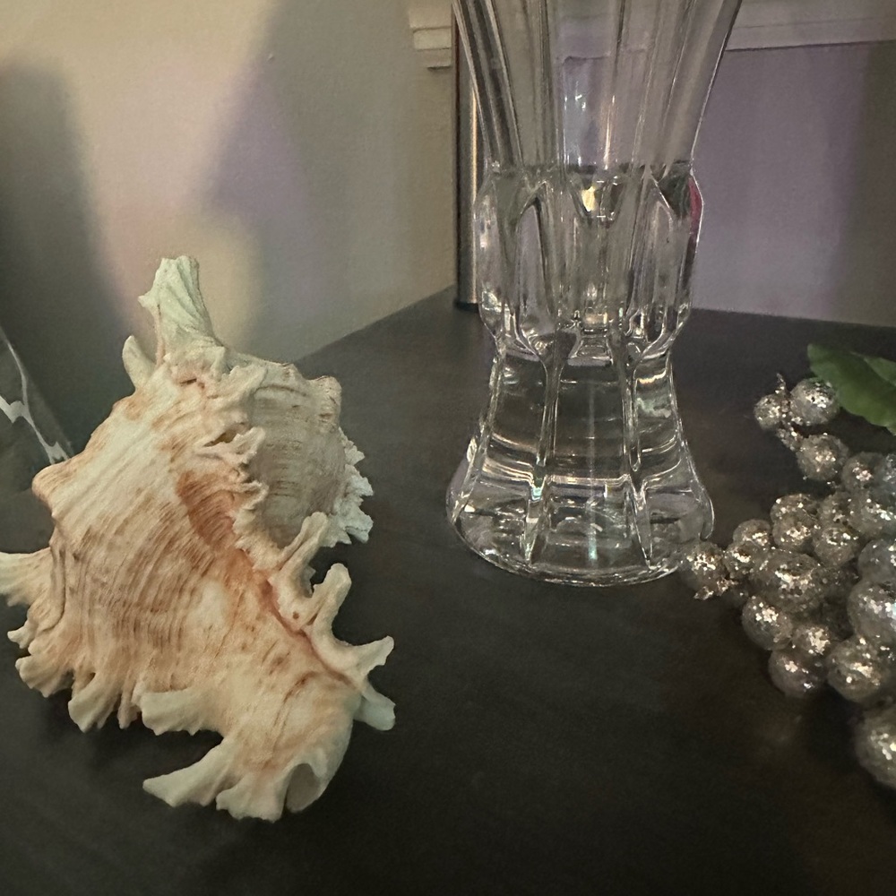 Seashell Decor - Picture 4 of 6